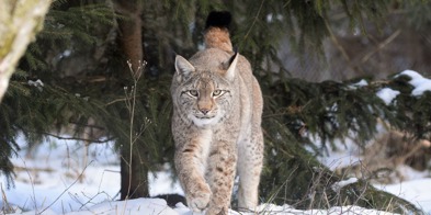 Lynx G452850449 1920