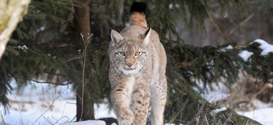 Lynx G452850449 1920 Lynx G452850449 1920