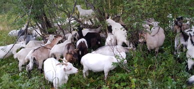 geiter i kratt - Foto: Bente Michelsen geiter i kratt - Foto: Bente Michelsen