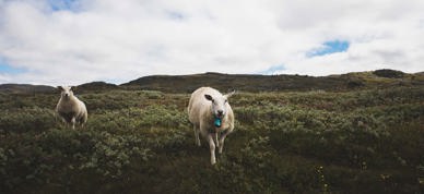 Sau På Utmarksbeite Foto Kaia Alekse Emberland 1