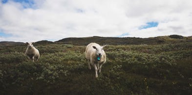 Sau På Utmarksbeite Foto Kaia Alekse Emberland 1