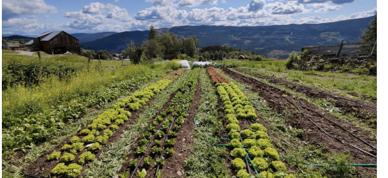 Grønnsaksprosjektbilde Grønnsaksprosjektbilde